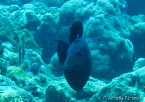 Malendure - îlet Pigeon